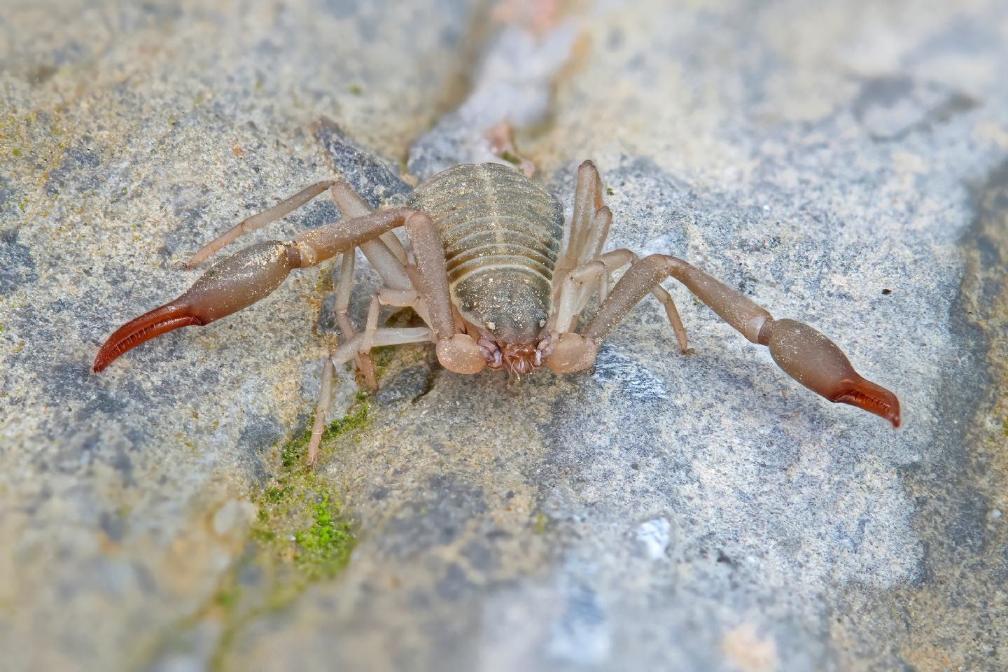 Garypus sp.